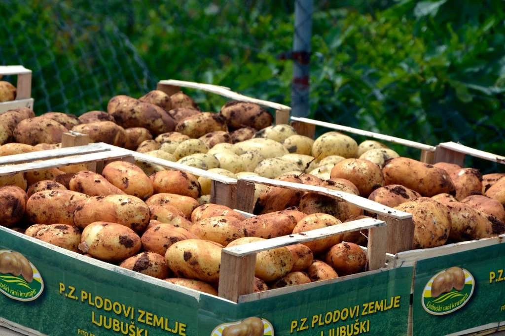 Ljubuški rani pred novu sezonu: Sadnja pri kraju, cijena još neizvjesna