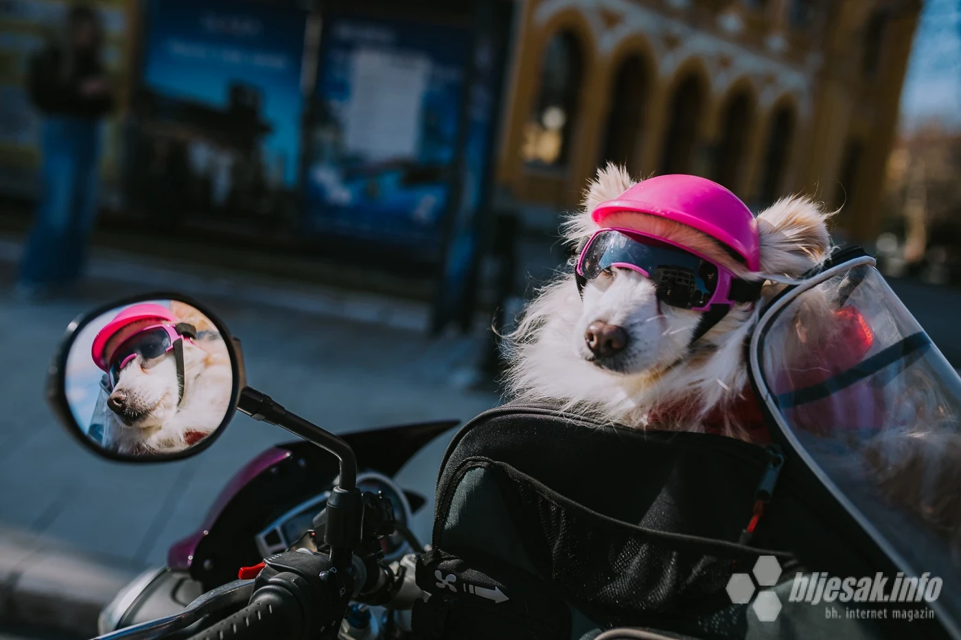 Puggy i Elvis su bajkerski duo koji je osvojio Mostar