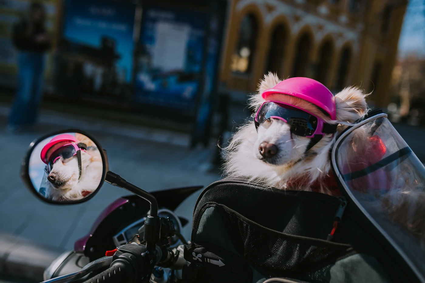Puggy i Elvis su bajkerski duo koji je osvojio Mostar