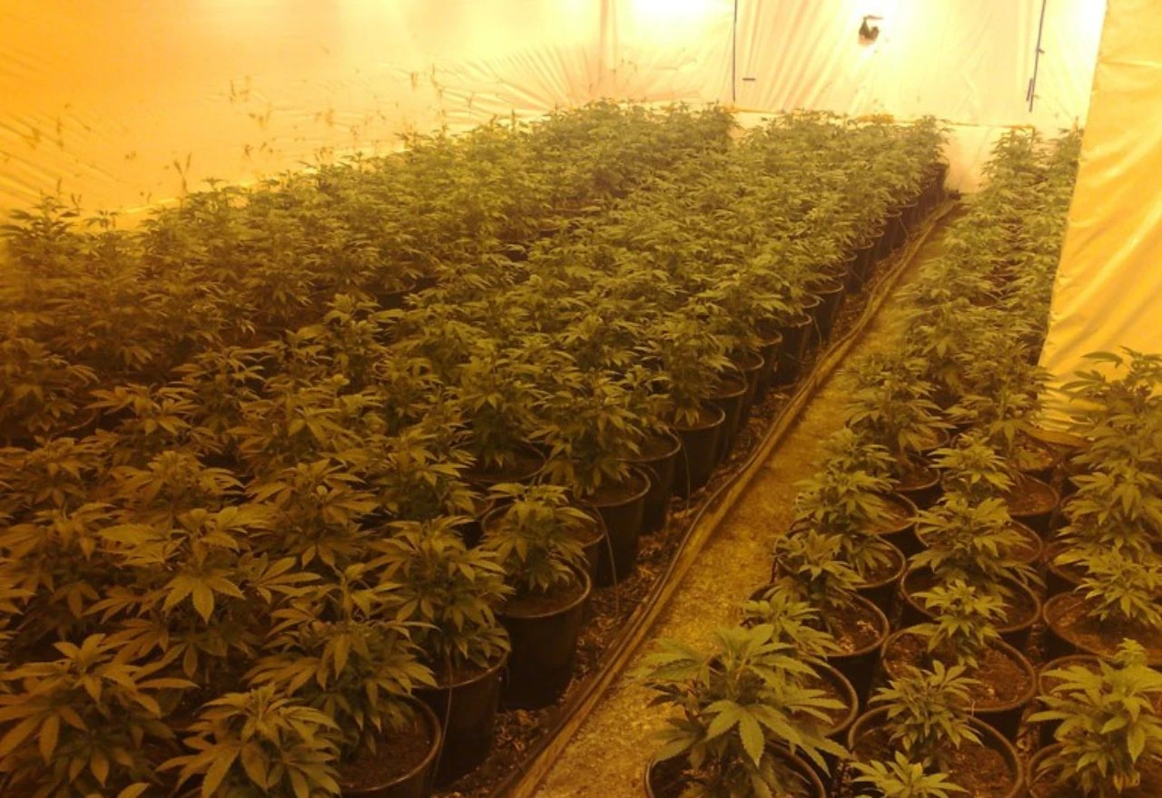 Istraga o plantaži marihuane u Bijeljini: Suvlasnik povezan s Dodikom