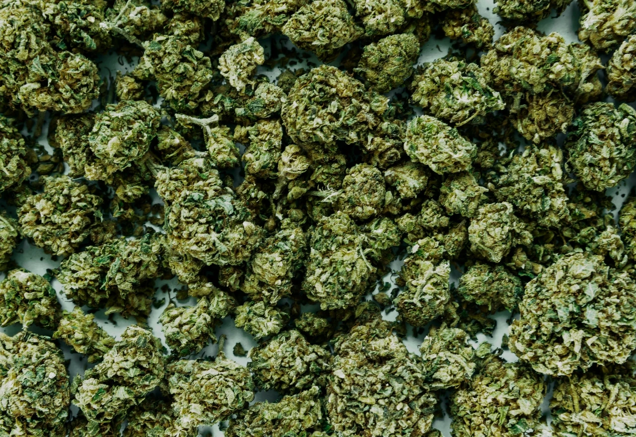 Rekordna zapljena marihuane: 27 tona droge oduzeto u koordiniranoj akciji