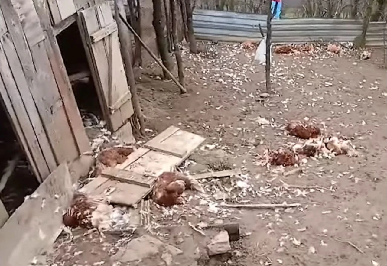 VIDEO | Čagljevi mu usmrtili šest ovaca i 40 kokoški