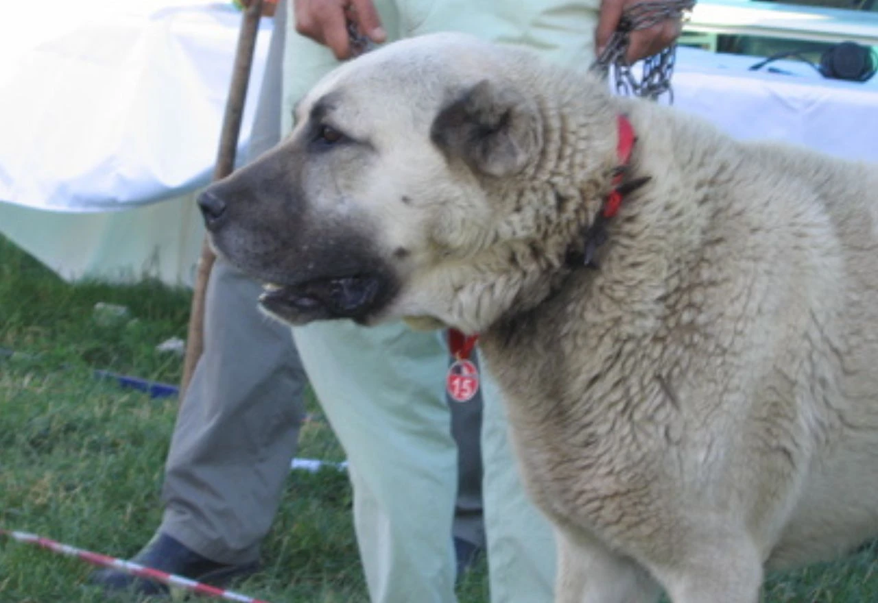 Muškarca u Kaknju napao kangal
