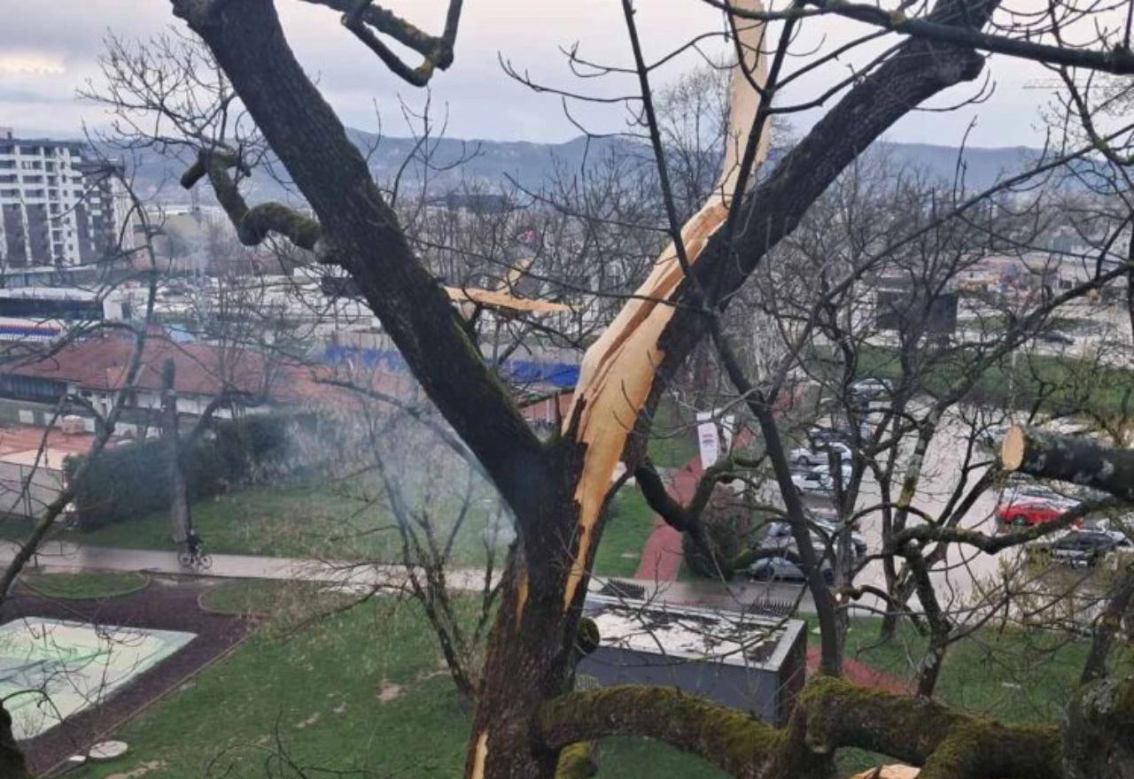 Banja Luka: Grom udario u drvo