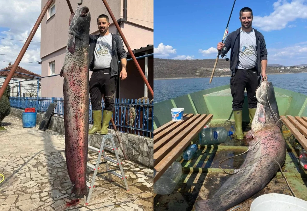 FOTO | U Hercegovini ulovljen som dug 257 centimetara
