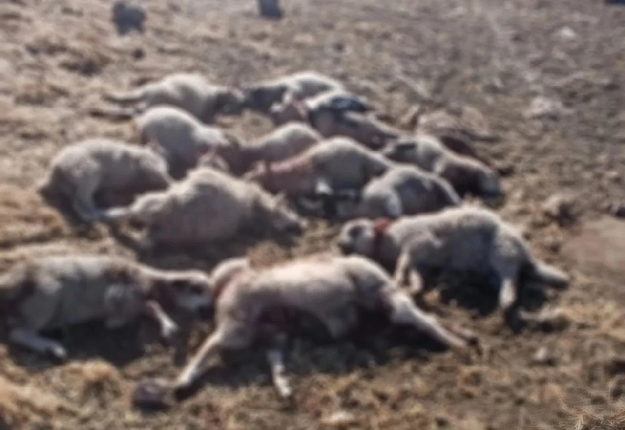 U istočnoj Hercegovini tri psa napala stado od 400 ovaca