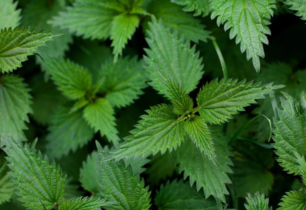 Kako pripremiti varivo od koprive: 3 recepta za vitalnost i snagu
