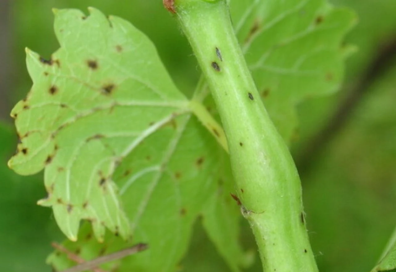 Vinogradari oprez: Ne preskačite zaštitu vinove loze