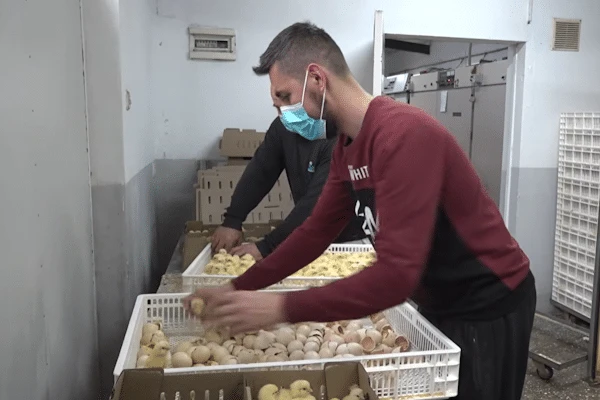 VIDEO | Obitelj Grizelj iz Sovića pokazuju kako ostati i uspjeti u Hercegovini
