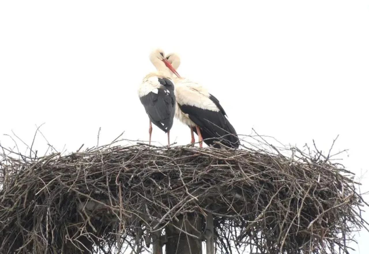 VIDEO | Zaplet najpoznatije životinjske ljubavne priče: Klepetan pronašao novu ljubav