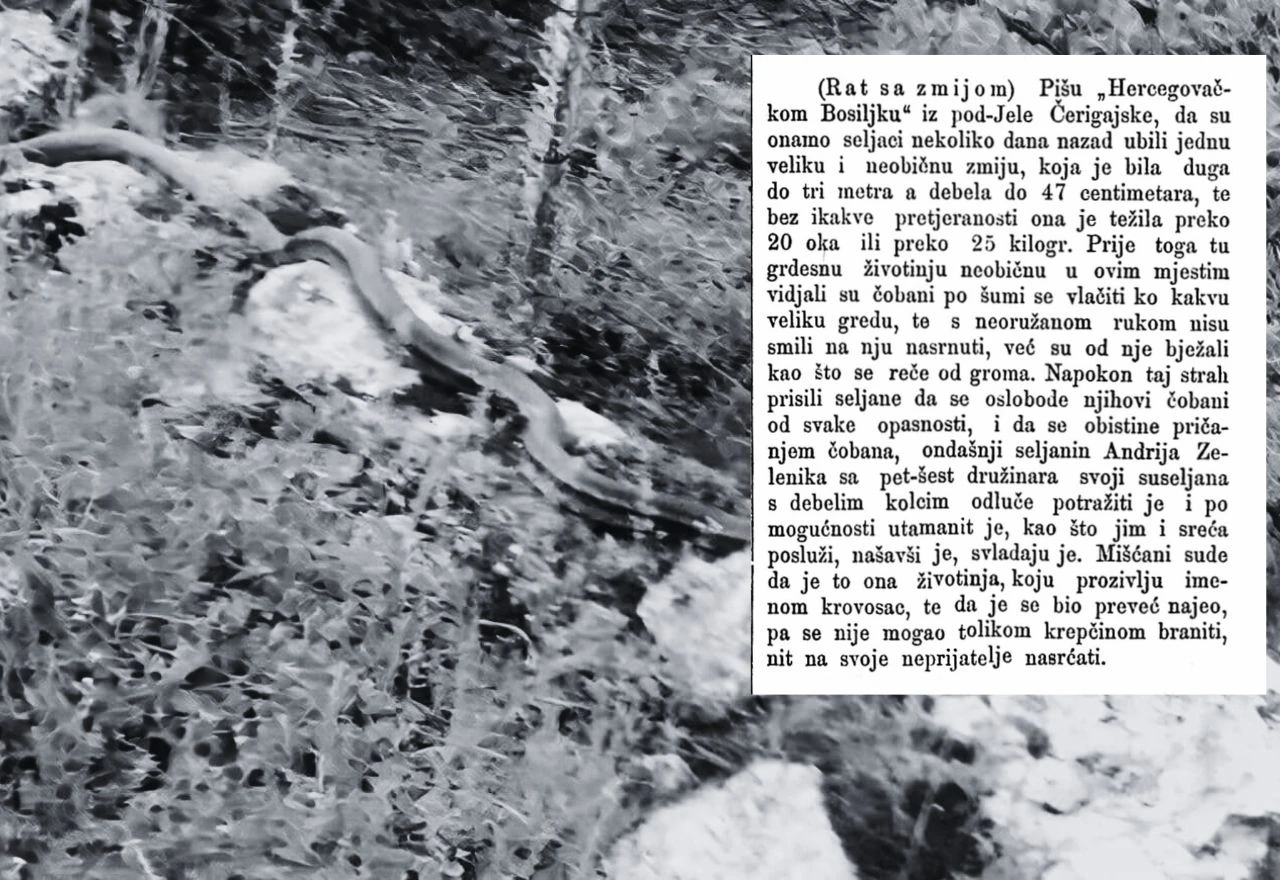 Kako su Širokobriježani našli i svladali zmiju od 3 metra?