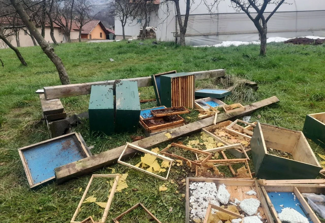 VIDEO | Medvjed uništio pčelinjak i košnice kod Travnika