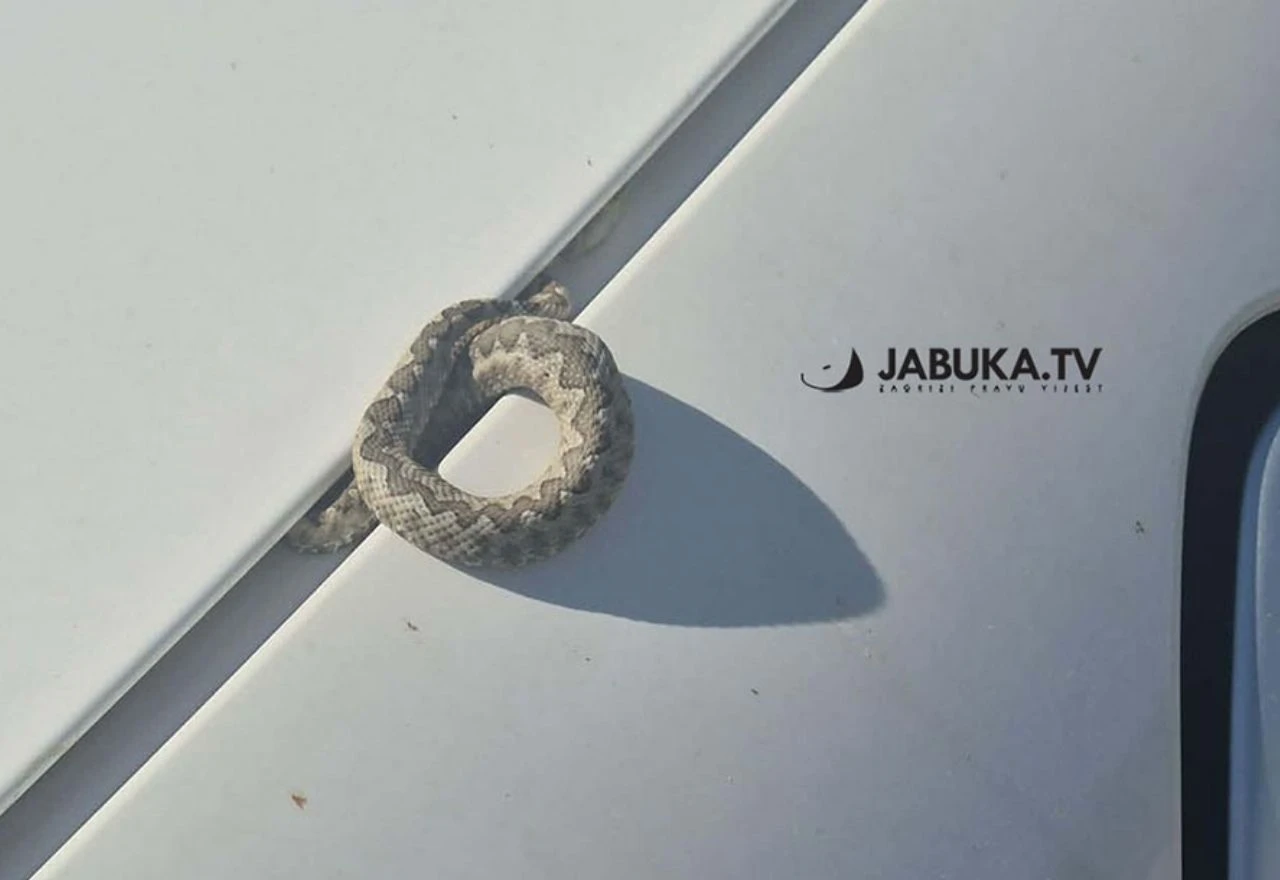 Čitluk: Poskok se zavukao pod haubu automobila