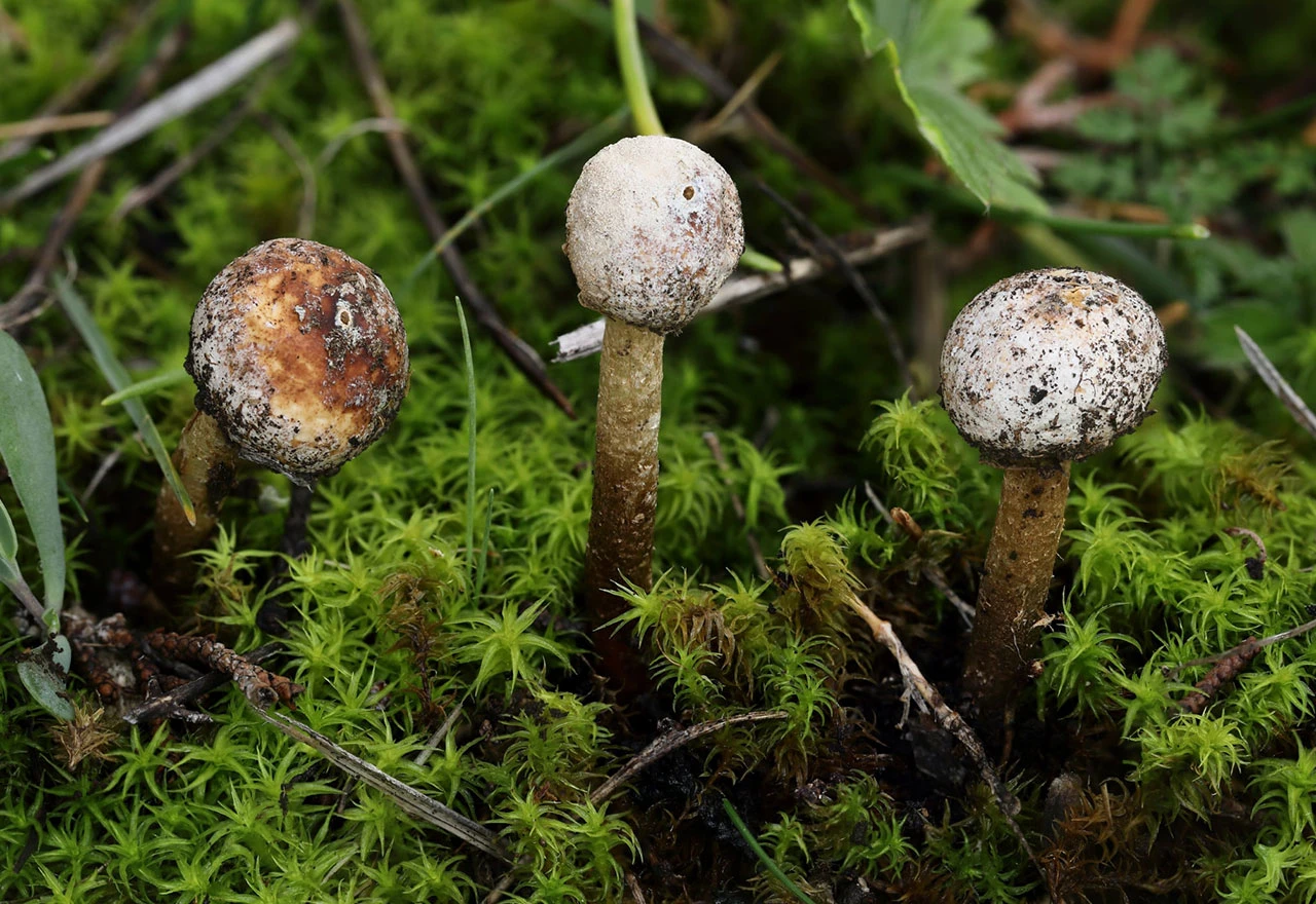 Tulostoma brumale