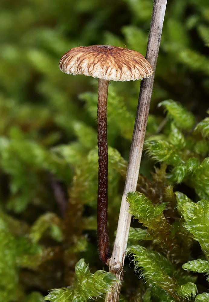 Crinipellis scabella