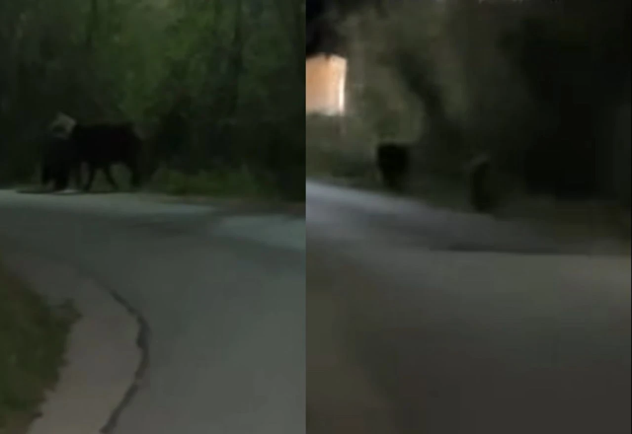 VIDEO | Divlje svinje viđene u blizini kuća u Knešpolju