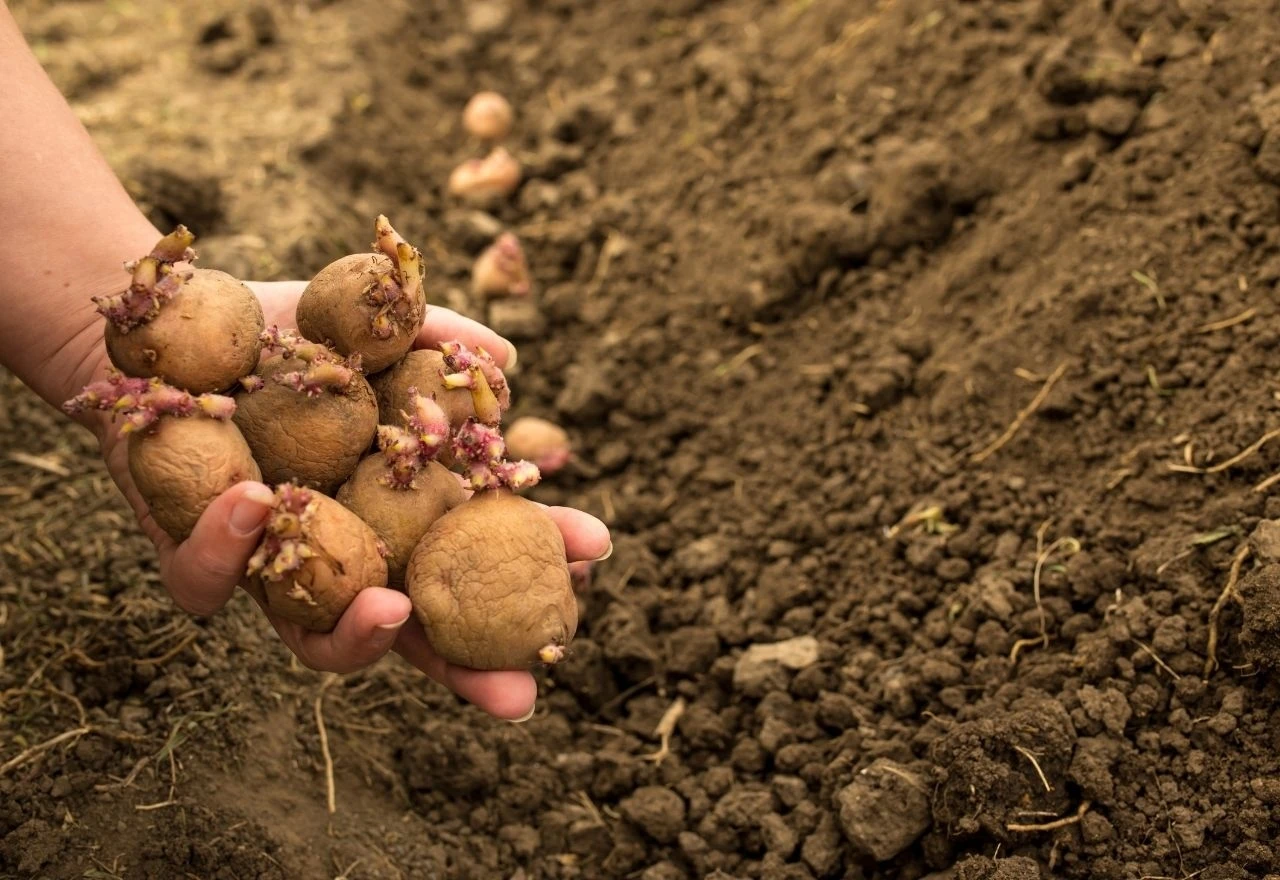 Sadite krumpir? Agronomkinja otkrila kako jednostavno provjeriti imate li štetnike u tlu