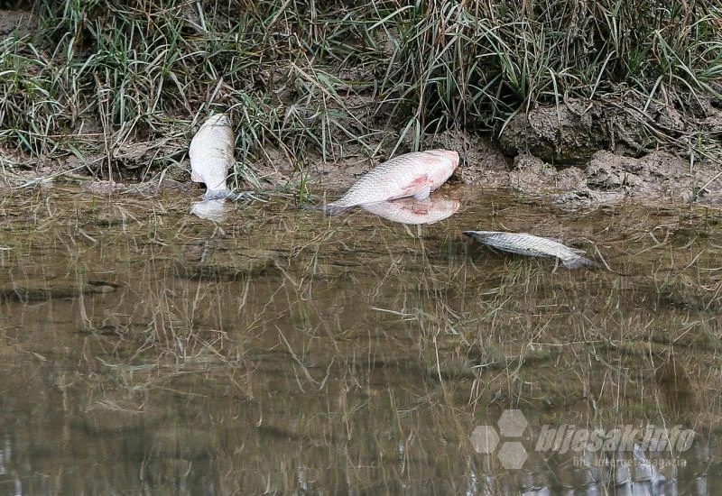 Znanstvenici pojasnili što je uzrokovalo pomor ribe u rijeci Neretvi