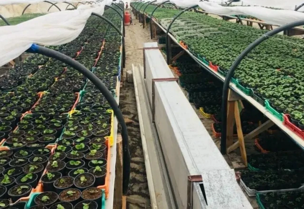 Imate sadnice cvijeća u plasteniku? Na ovih 6 stvari morate obratiti pažnju