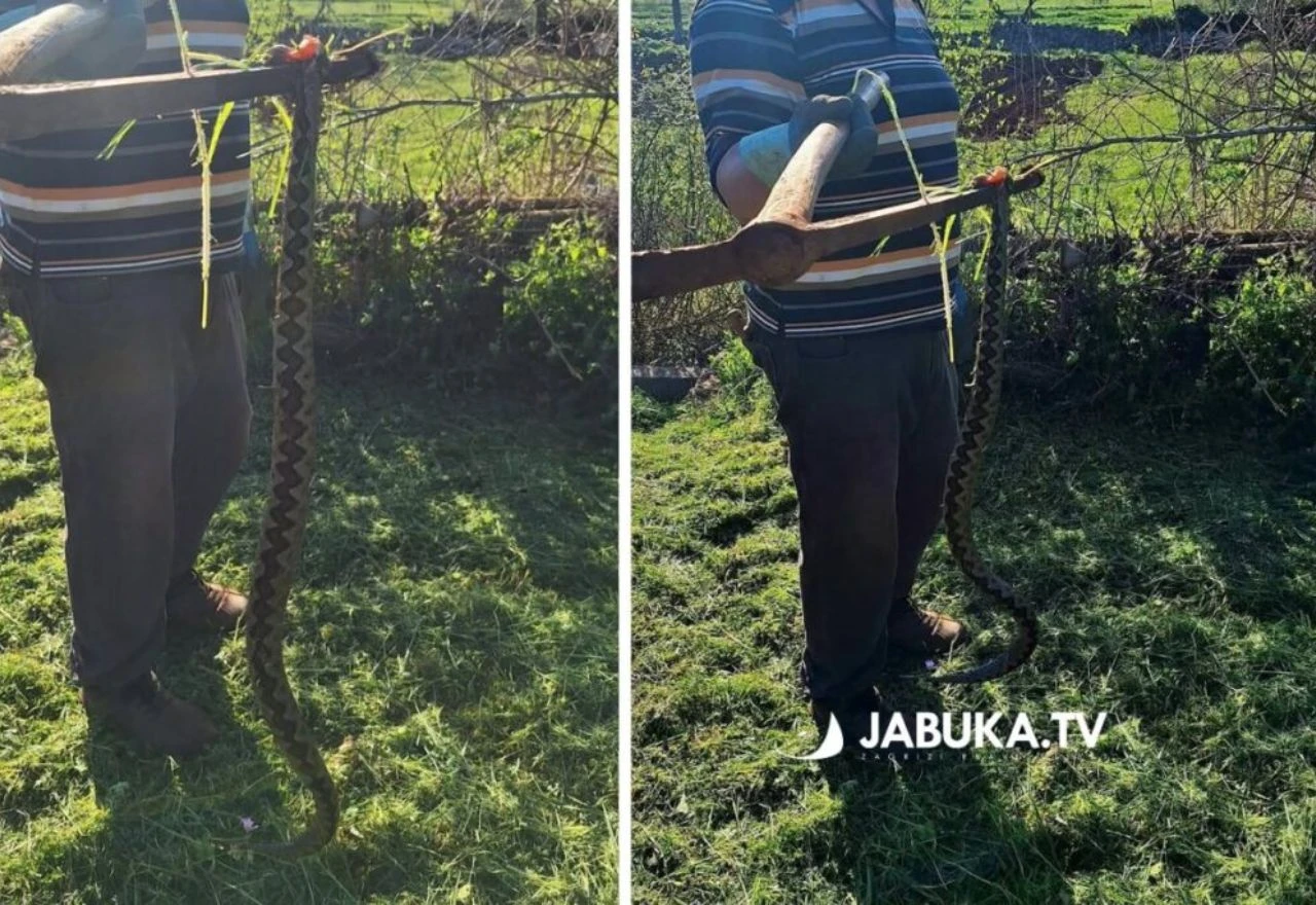 Ubijen poskok od pola metra kod Širokog Brijega