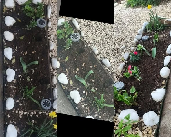 Čitav trud uzalud: Mostarka uljepšala dvorište, vandali ukrali cvijeće