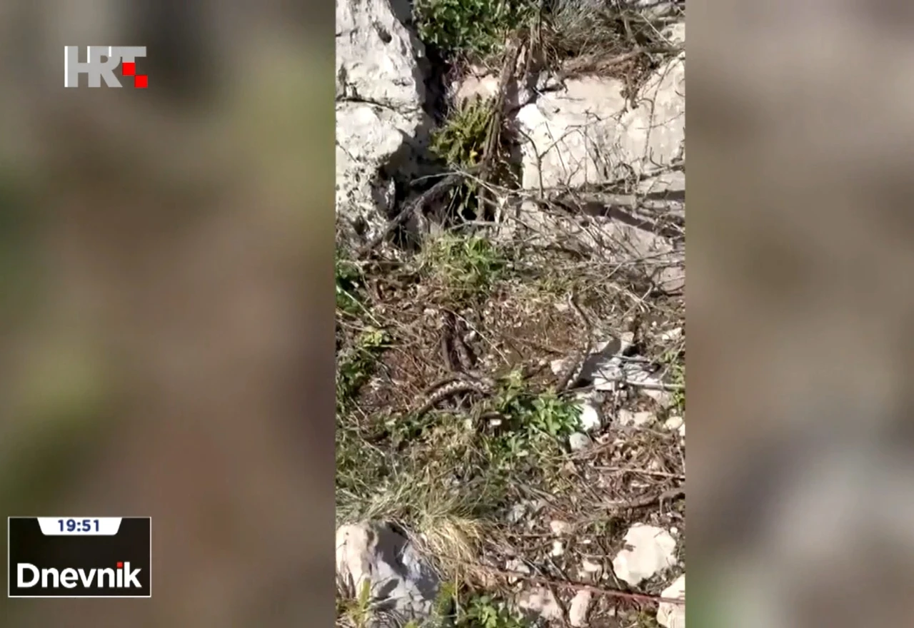 VIDEO | U samo nekoliko dana dva puta snimljen 'ples' poskoka