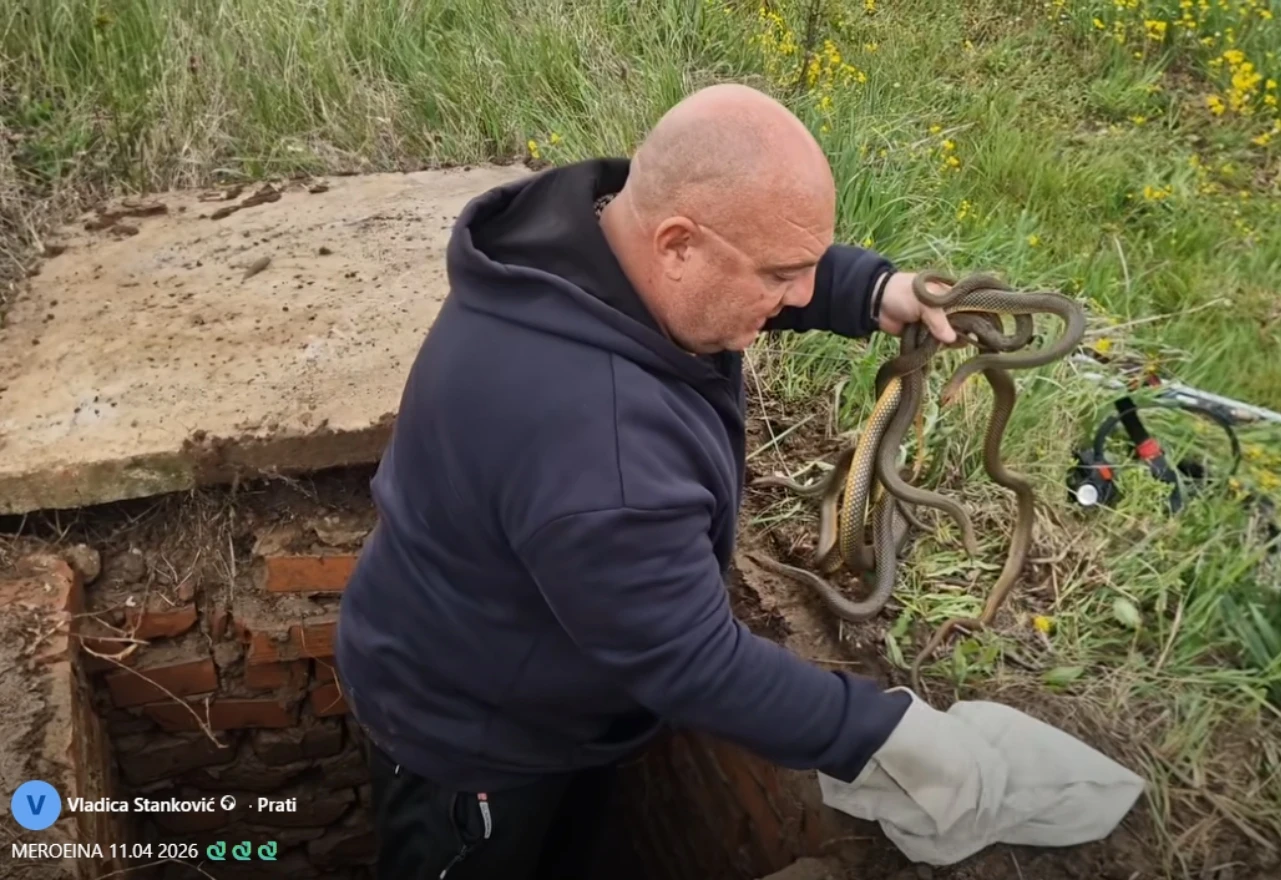VIDEO | U šahtu pronašao šest zmija: "Sezona je već počela"
