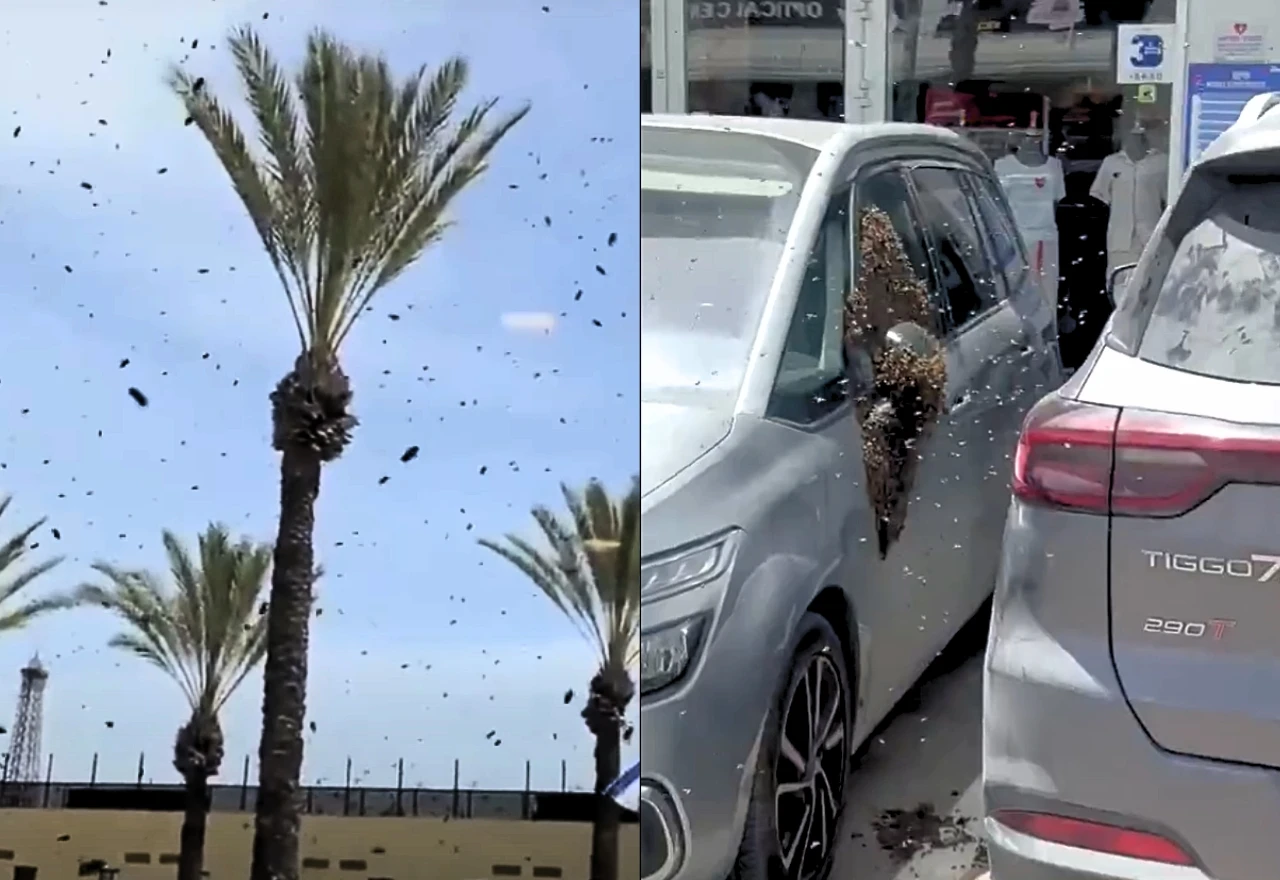 VIDEO | Invazija pčela u Izraelu: Tisuće insekata preplavile grad