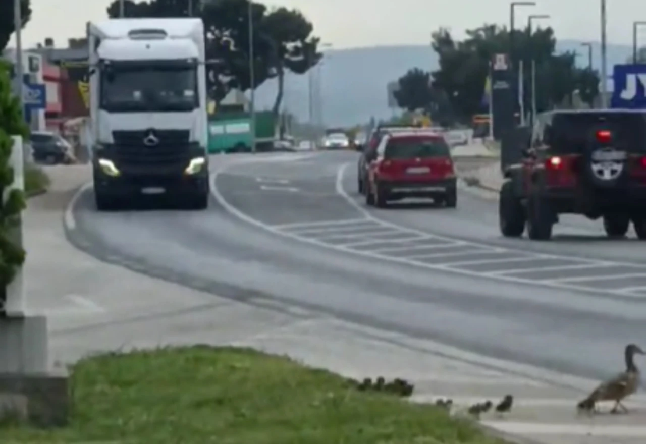 VIDEO | Kamiondžija zaustavio promet zbog patke na Bišće polju