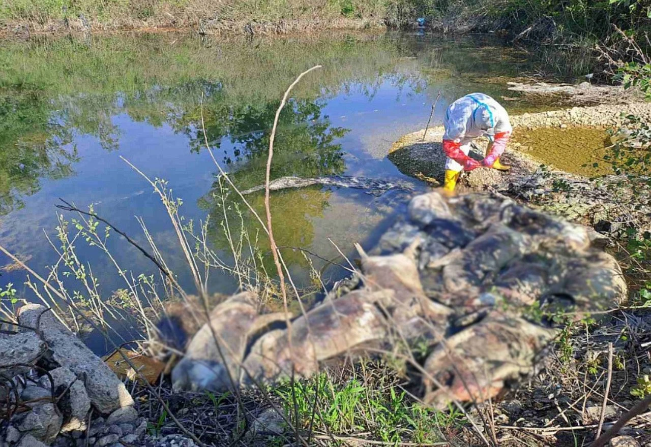 Na obali Drine pronađeno deset uginulih svinja