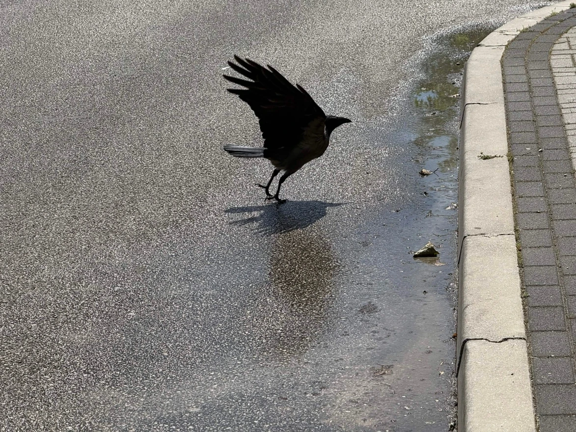 FOTO | Iz asfalta u Zagrebačkoj ulici izbija voda