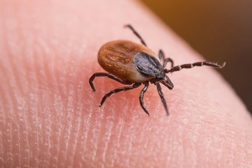 Sezona krpelja – što sve treba znati i kako se zaštititi?