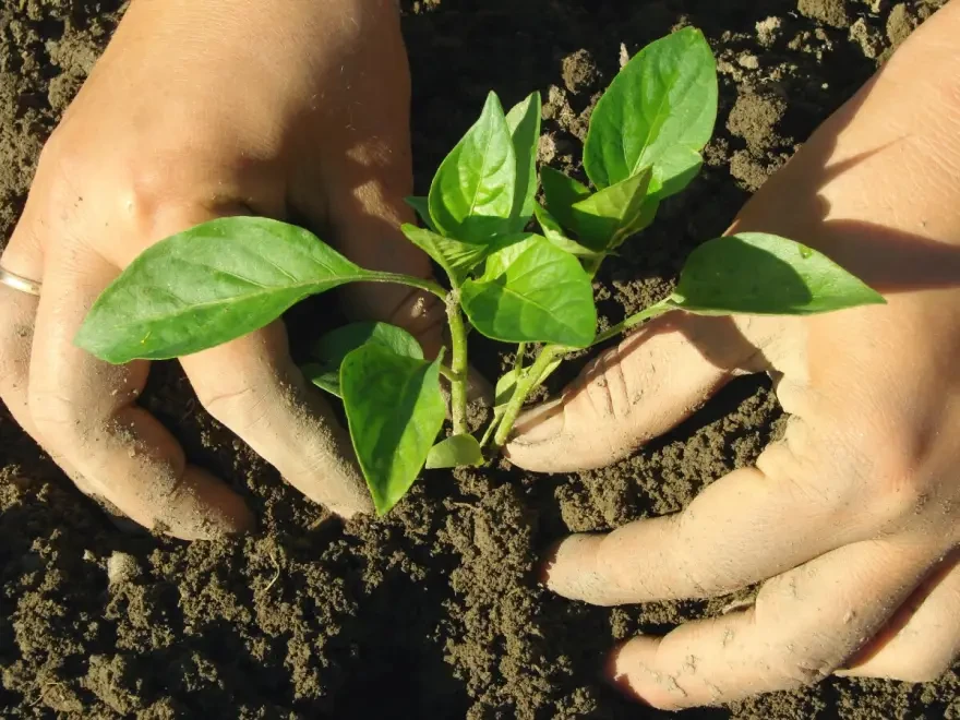 Paprika je posebno osjetljiva na hladnije vrijeme