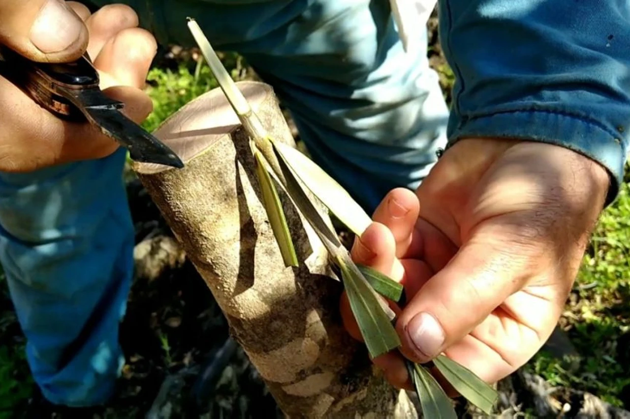 Maslinari evo prilike: Naučite cijepiti masline "na zeleno"