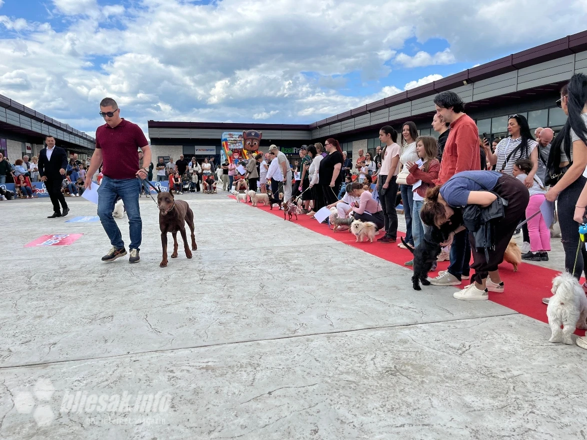 Revijalna izložba pasa u organizaciji Pet Cityja