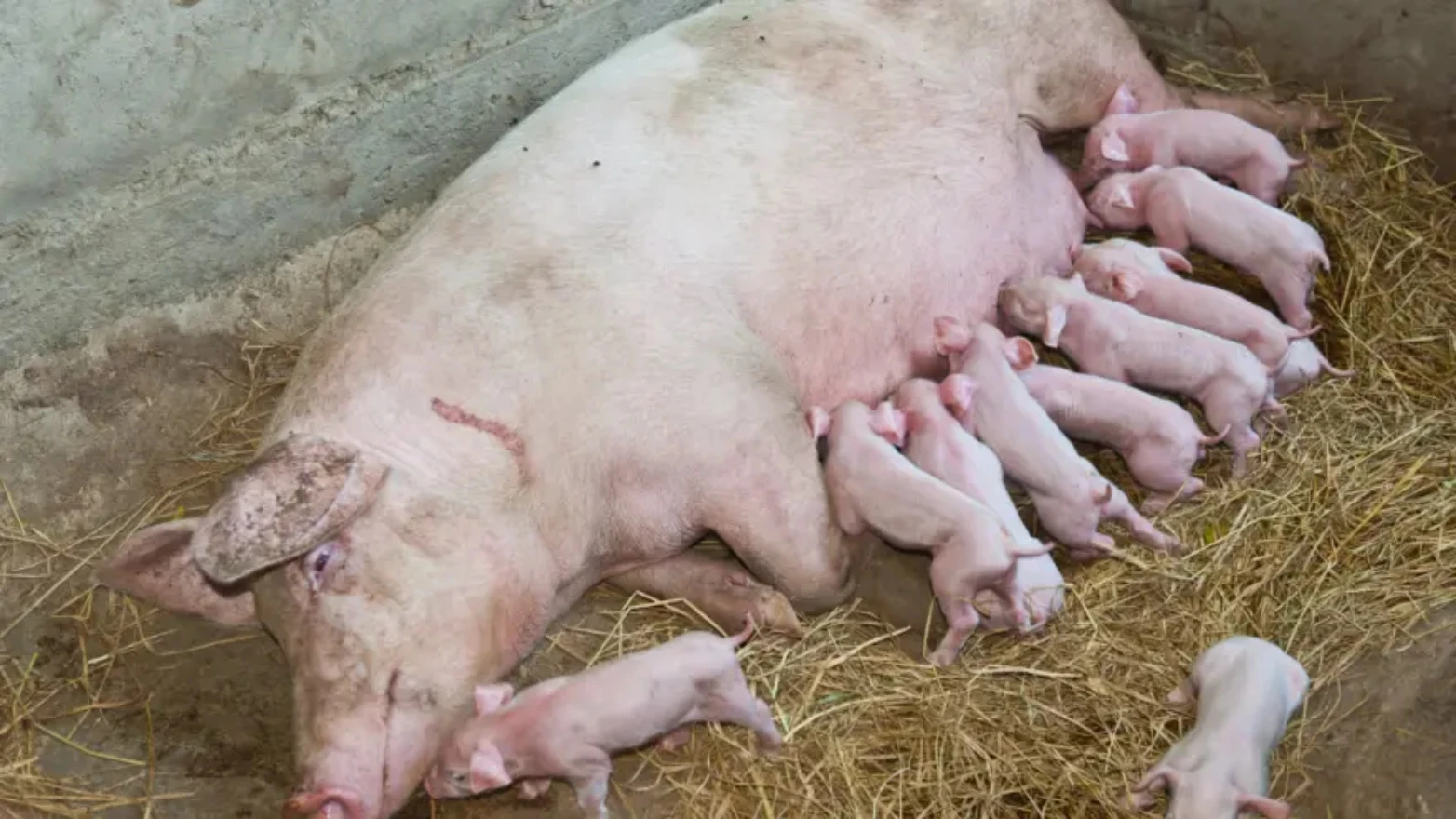 VIDEO | Krmača oprasila čak 33 praščića