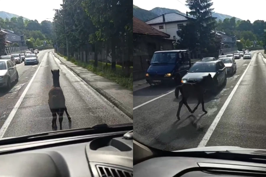 VIDEO | U Travniku se u promet uključilo ždrijebe
