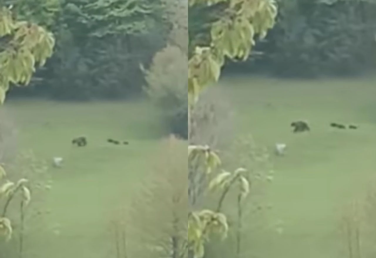 Kod Konjica viđena medvjedica s tri mala mladunca
