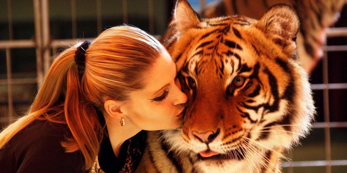 Leipzig: Tigar pobjegao s privatnog posjeda i napao čovjeka