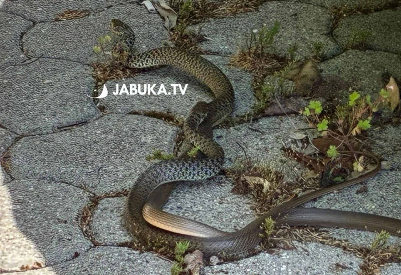 VIDEO | Isprepletene zmije u "plesu mužjaka" u središtu Širokog Brijega
