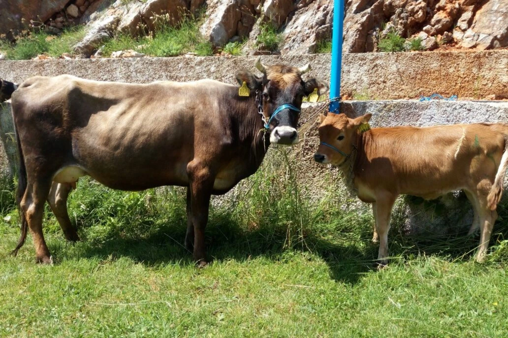 Koliko vrijedi "blago" u Hercegovini i kupuje li ga itko?