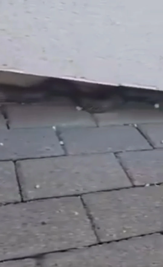 VIDEO | Zmija ispod pasarele u Zaliku