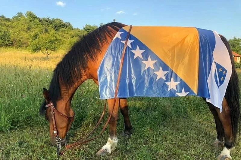Bosanski arapski konj i službeno priznat: "Nismo željeli dozvoliti da nam netko uzme i ovo"