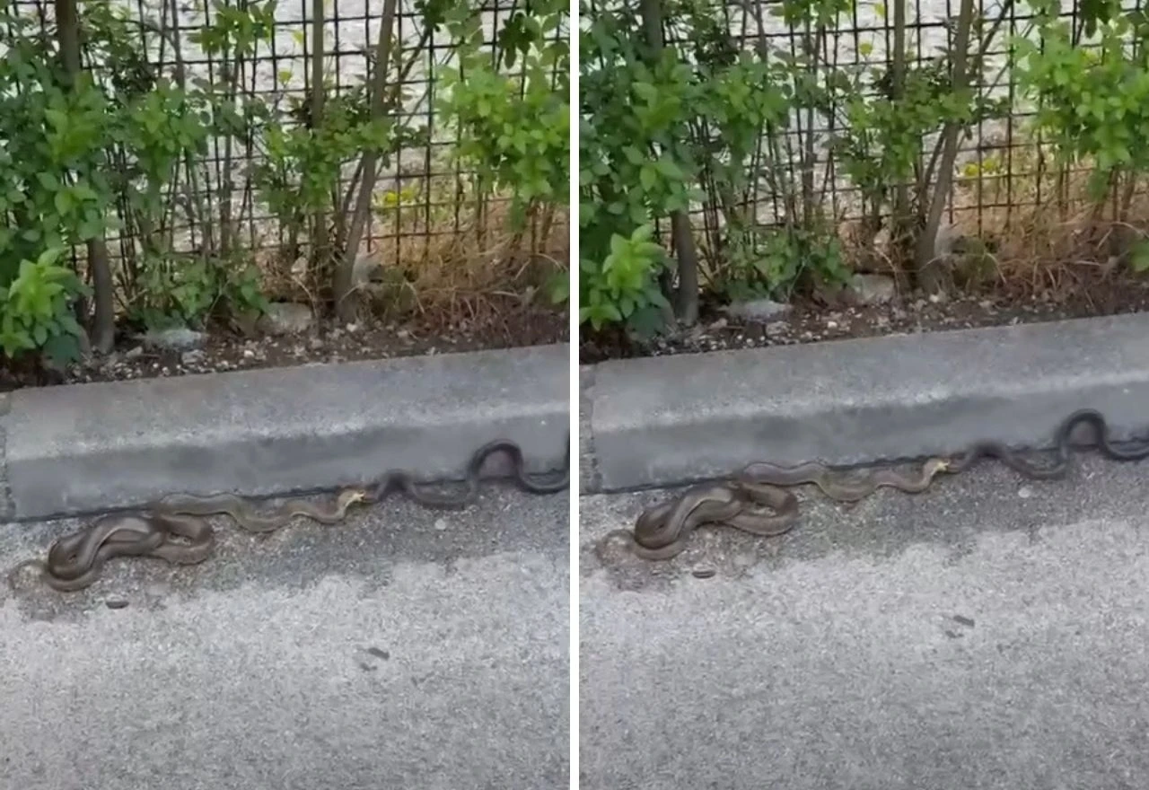 Deseci zmija uočeni na istoj lokaciji u Sarajevu, nadležni ne reagiraju