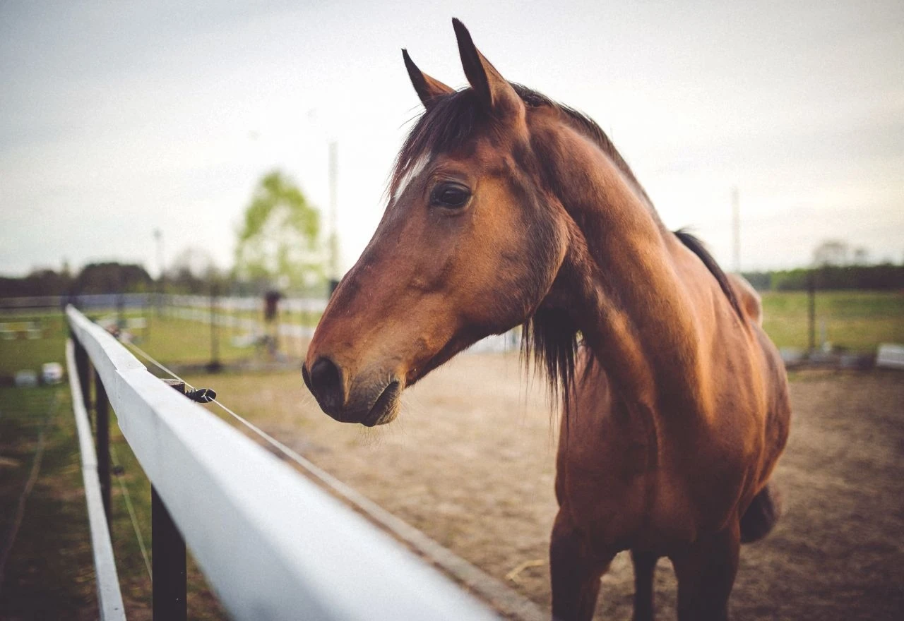 Veterinarski djelatnik preminuo nakon udarca kobile