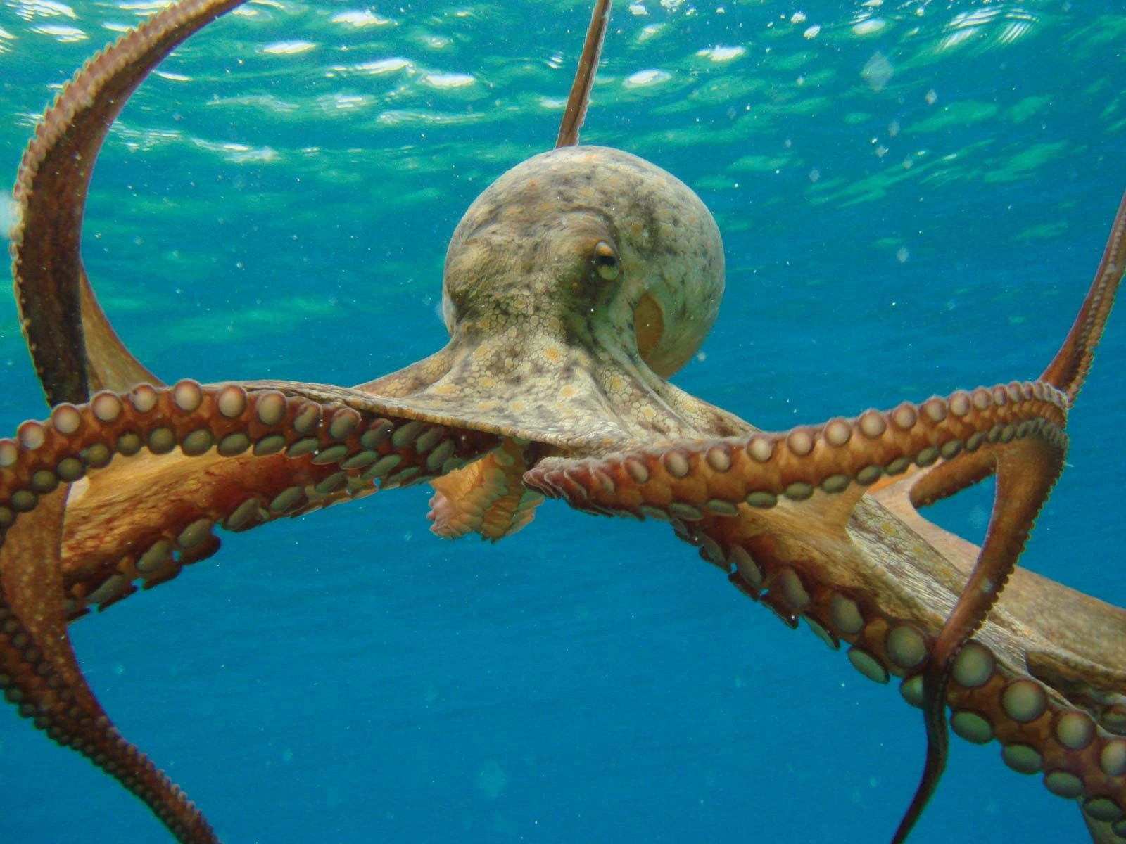 Hobotnice ponovno iznenađuju: Koriste ogledala za lov