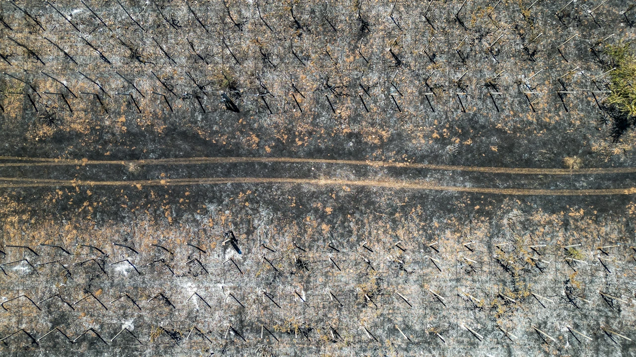 FOTO | Požar na Buni ostavio pustoš u vinogradima, pogledajte prizore