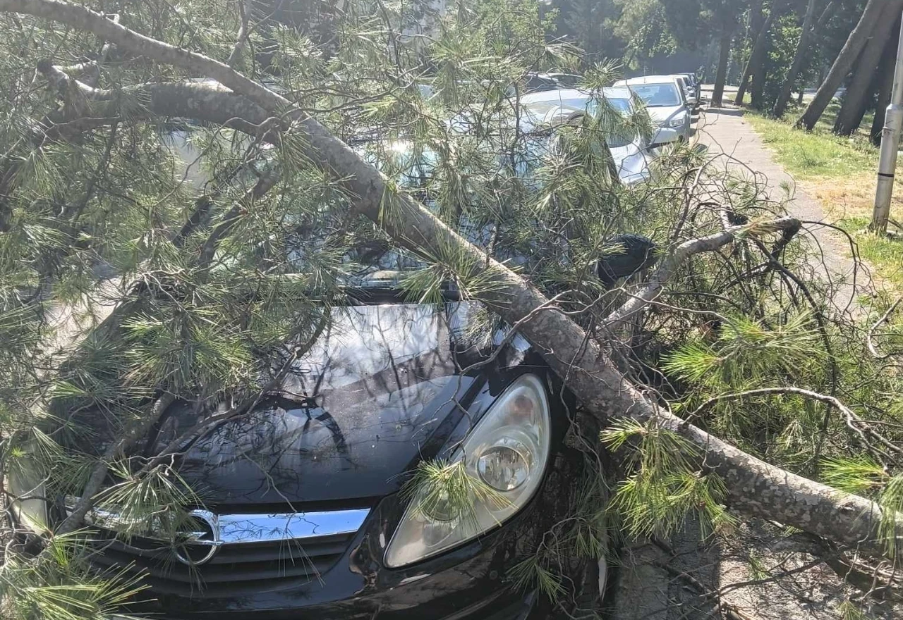 FOTO | Stablo se srušilo na parkirani automobil na Bijelom Brijegu