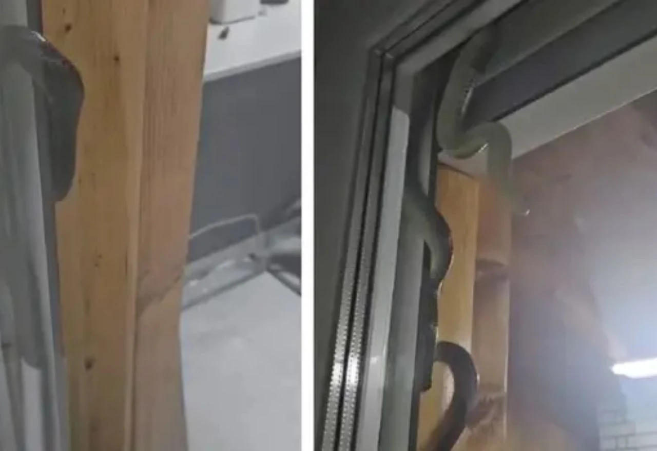 VIDEO | Stanari snimili zmiju dugu dva metra kako se zavlači pod roletnu