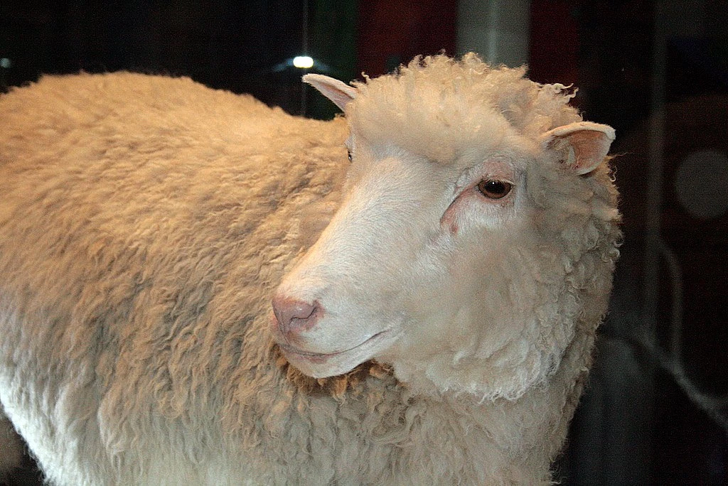 Čuvena ovca Dolly došla je na svijet prije 30 godina